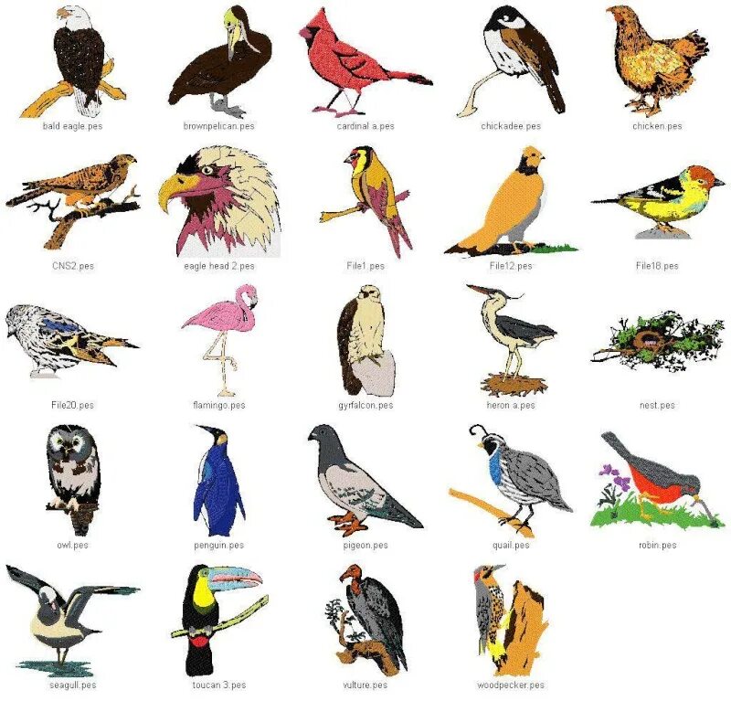 Разбор имени птица. List of Birds. Имена птиц. Types of Birds. Якамаровые птицы виды.