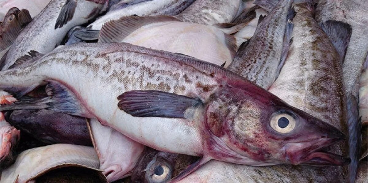 аляскинский минтай. рыбная промышленность дальнего востока. рыба с дальнего востока в мурманской. минтай рыба охотское море. горбуша дальнего востока.