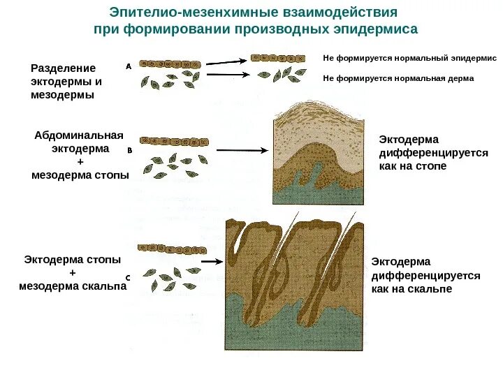 Эпидермис эктодерма