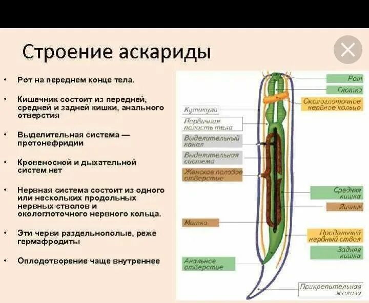 Полость тела не разделена перегородками. Строение кровеносной системы круглых червей. Круглые черви аскарида строение. Строение выделительной системы круглых червей. Внутреннее строение круглого червя.