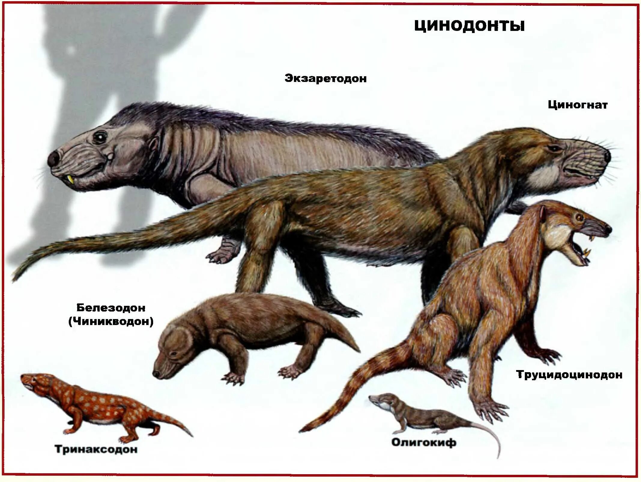 Зверозубый ящер описание. Цинодонт Триасового периода. Цинодонты мезозоя. Синапсиды цинодонты. Звероящеры синапсиды.