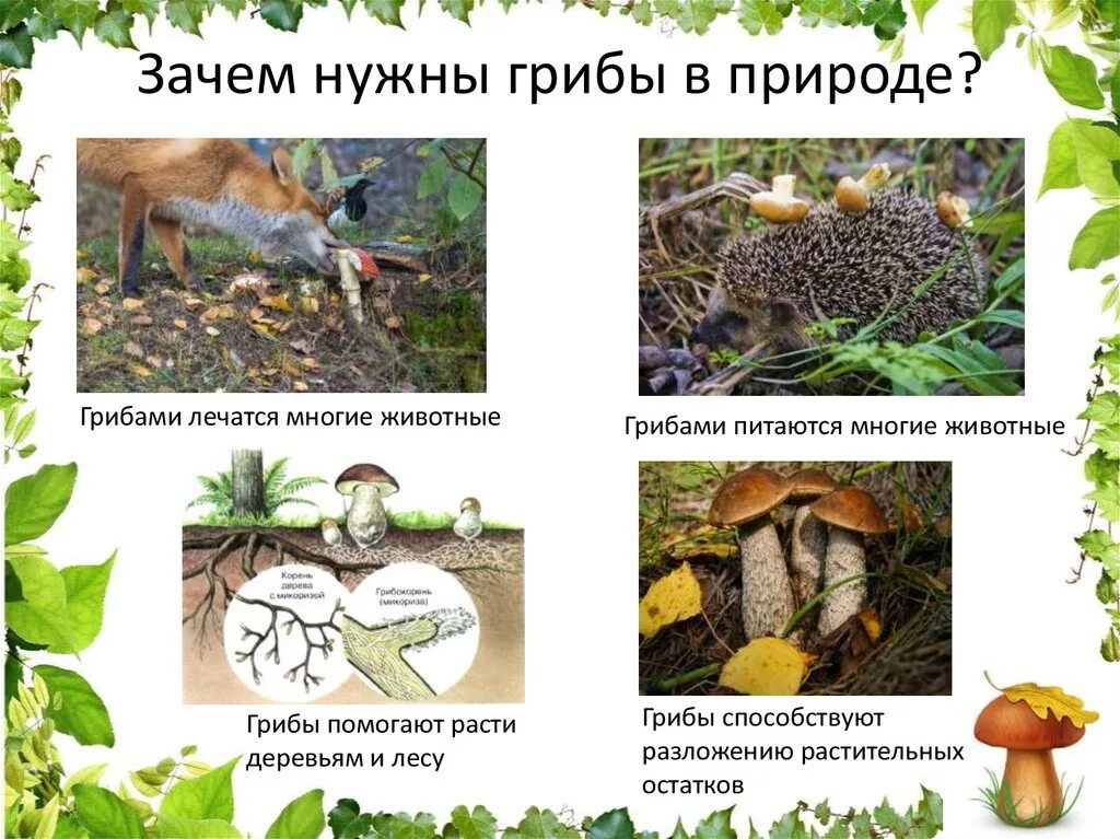 Признаки объединяющие грибы с животными. Зачем нужны грибы в природе. Какие животные питаются грибами. Почему грибы нужны лесу. Кто питается ноибамт в природе.