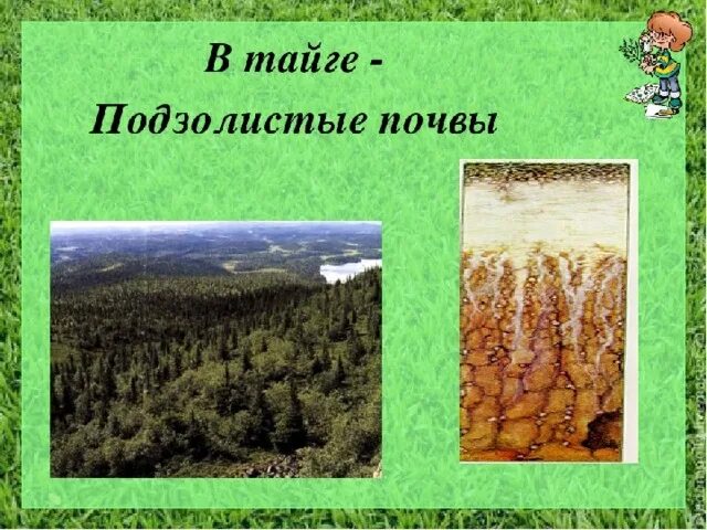 Почвы зоны тайги. Подзолистые почвы тайги. Почвы тайги в России. Почва тайги тайги. Почвы тайги северной америки