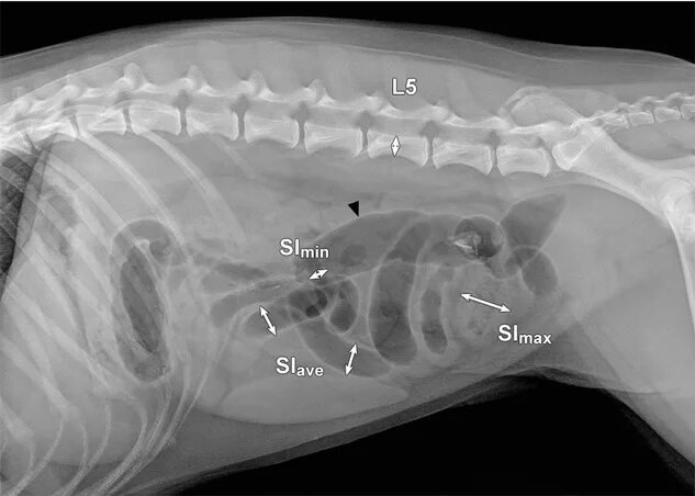 Рентген инвагинации кишечника у собаки. Инвагинация кишечника у кошки рентген. Рентген брюшной полости собаки в норме. Непроходимость кишечника у собаки рентген. Можно собакам селезенку