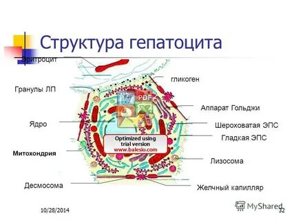 Гепатоцит