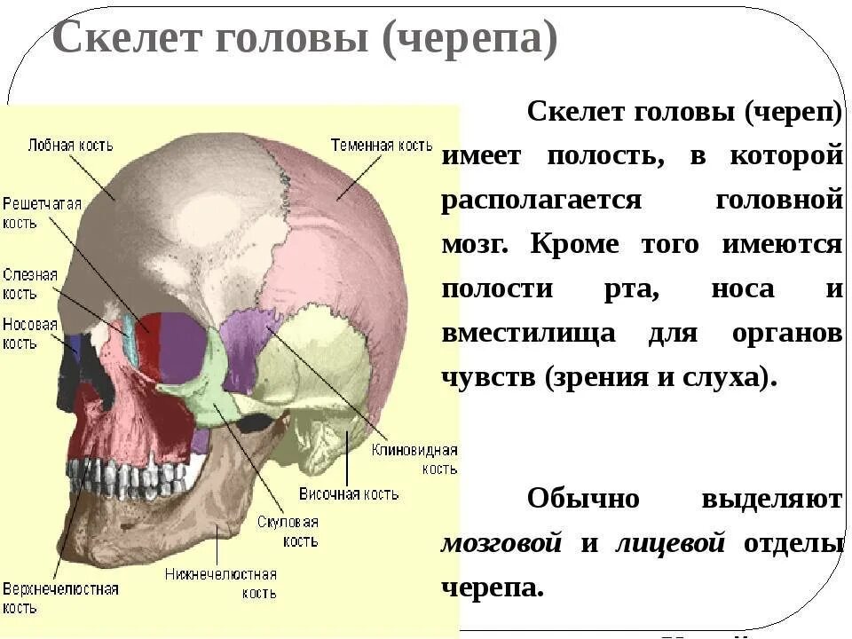 Кости черепа структура. Скелет головы человека с названием костей. Кости скелета головы человека анатомия. Строение черепа кости черепа.