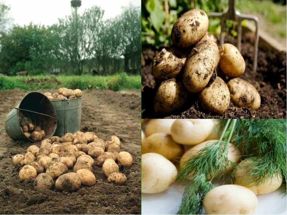 600 грамм картошки. Картошка получается сухой. Картофель эстонии. Картошка получается сухой. Картофель.