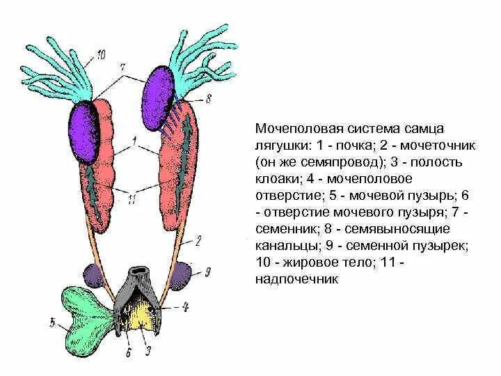 Мочеточник у земноводных. Выделительная система земноводных система земноводных. Мочеполовая система самки лягушки. Мочевыделительная система пресмыкающихся. Мочеполовая система самца лягушки.