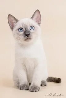 Питомник тайских кошек