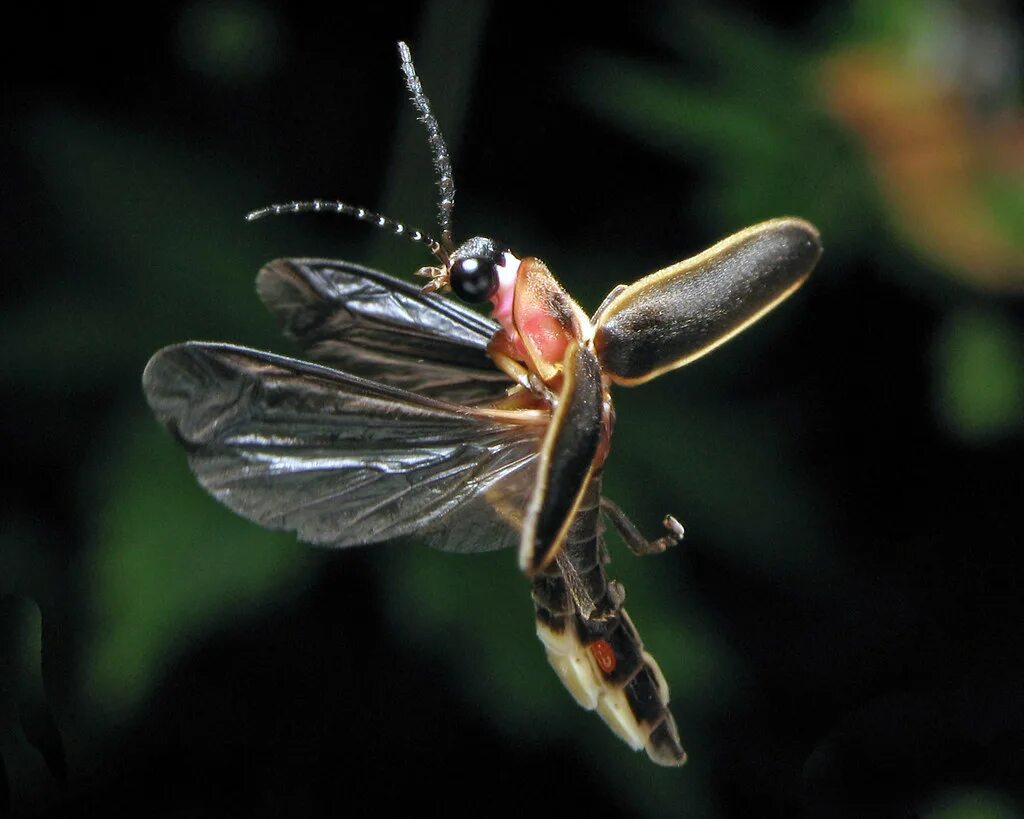 Кто такой светлячок. Photinus светлячки. Photinus Pyralis. Photinus Pyralis (common Eastern Firefly). Келус и Светлячок.