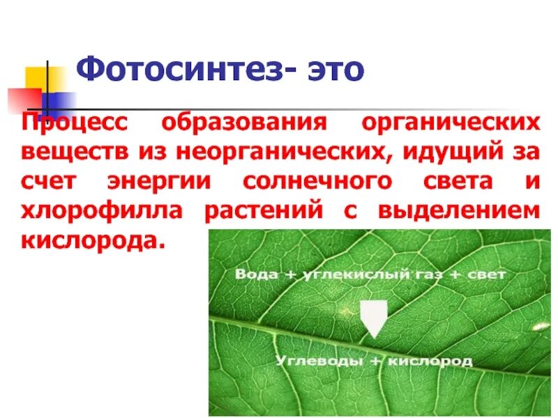 Как называется процесс образования органических. Фотосинтез. процесс фотосинтеза. процесс образования органических веществ. фотосинтез определение.