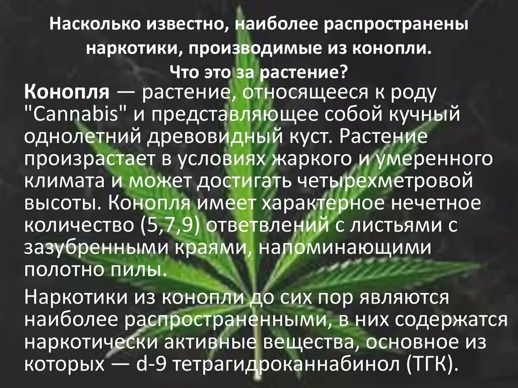 Наркосодержащие растения конопля. Растение наркотик. Психоактивные растения. Растения относящиеся к наркотикам. Одно из названий самого распространенного