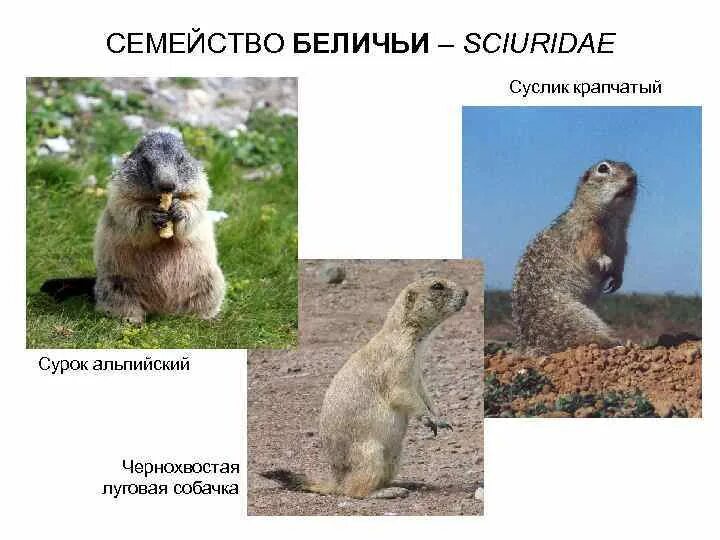 Семейство беличьи отряд. Отряд грызуны семейство беличьи. Семейство беличьи отряд. Семейство беличьи отряд. Отряд грызуны семейство беличьи.