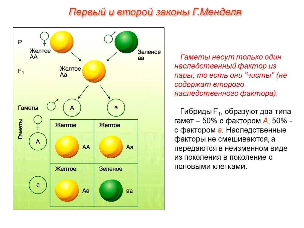 2. Второй закон г. Менделя.. 1 И 2 законы г. Менделя. Схема скрещивания 1 закон Менделя. Схема скрещивания 2 закона Менделя. При скрещивании гороха образующего