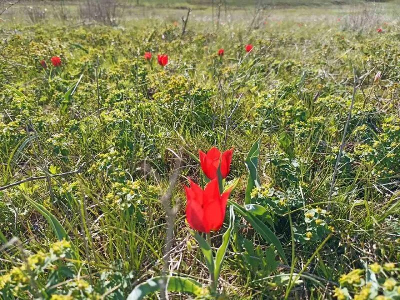 тюльпаны дикие тоцкий район. маковое поле порховский район. полюбуйтесь буйством цветущих в степи тюльпанов.