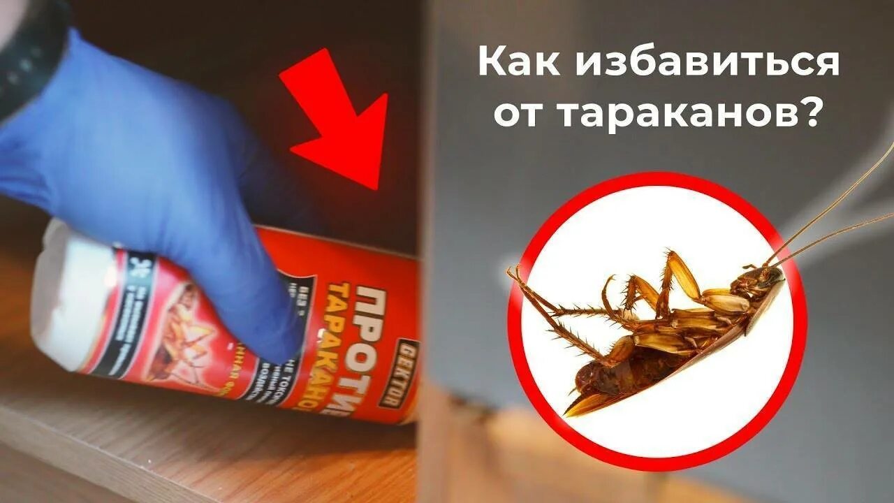 Как избавиться от тараканов народными средствами. Средство от выведения тараканов. избавление от тараканов. как избавиться от тараканов навсегда. эффективное средство от тараканов в квартире.