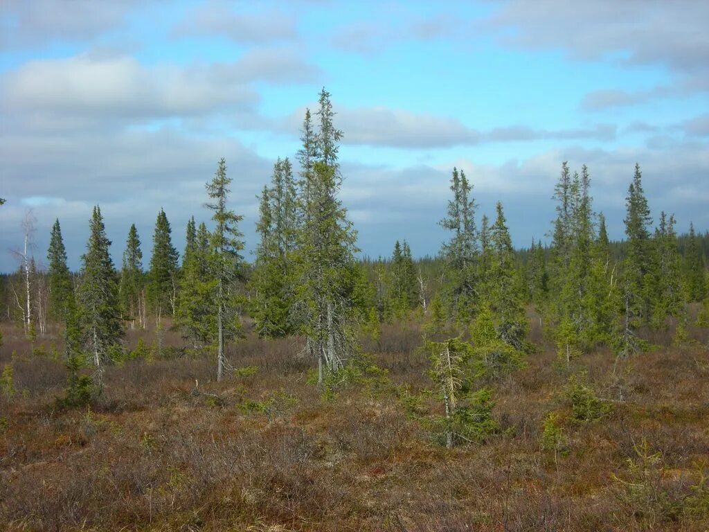 Река пожег республика коми. Цгмс река печора. Уровень воды река печора цгмс. Усть-уса на реке печора. Цгмс река печора.