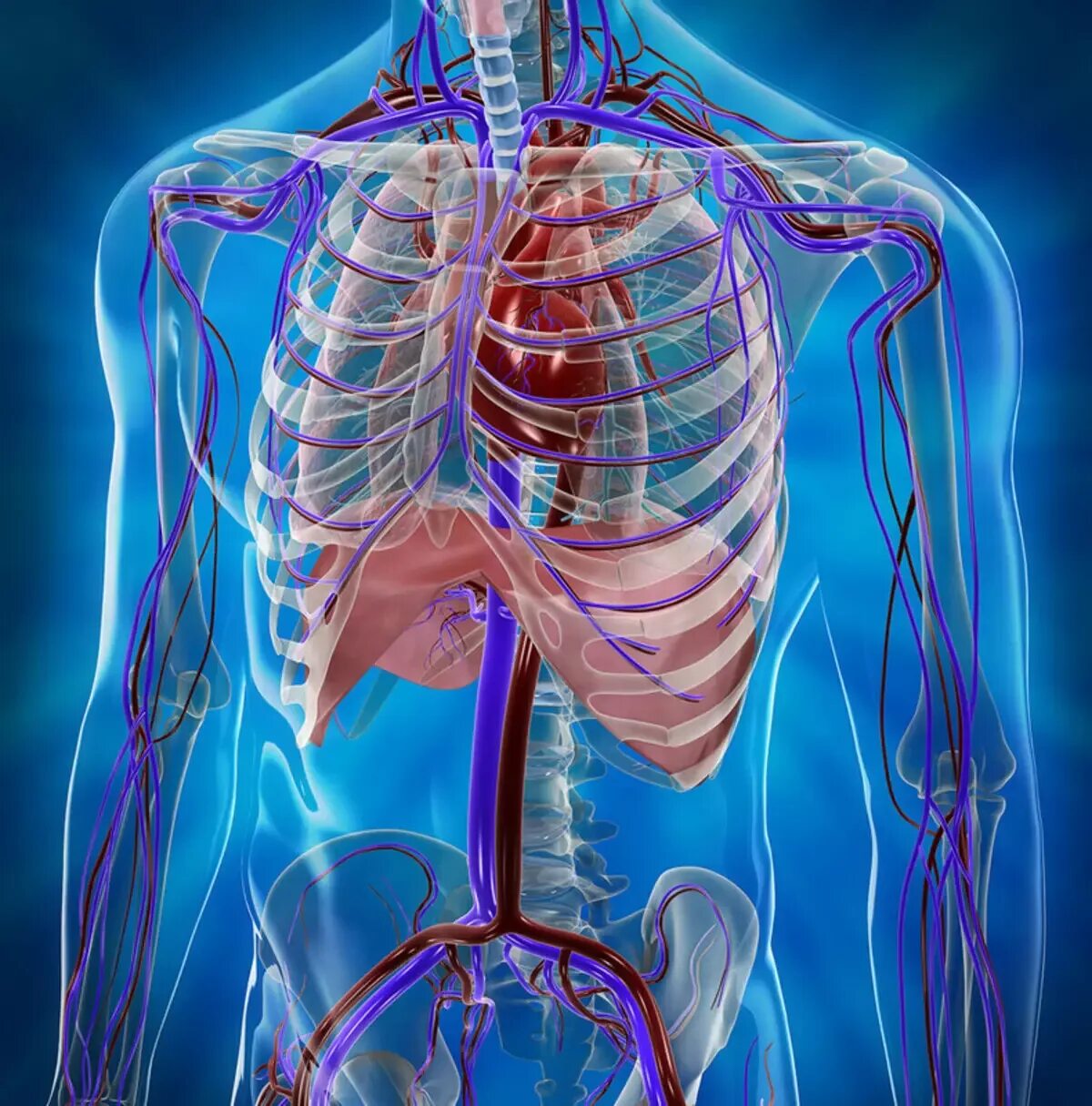 Кровеносная система грудной клетки. Кровеносная система грудной клетки человека. Кровеносная система человека 3d. Кровеносная система человека анатомия грудная.