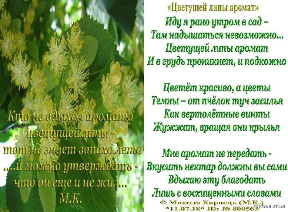 Текст песни пусть распускаются цветы в саду. Стихотворение про липу. Стихи про цветущую липу. Липа цветет стихи. Доброе утро липа цветет.