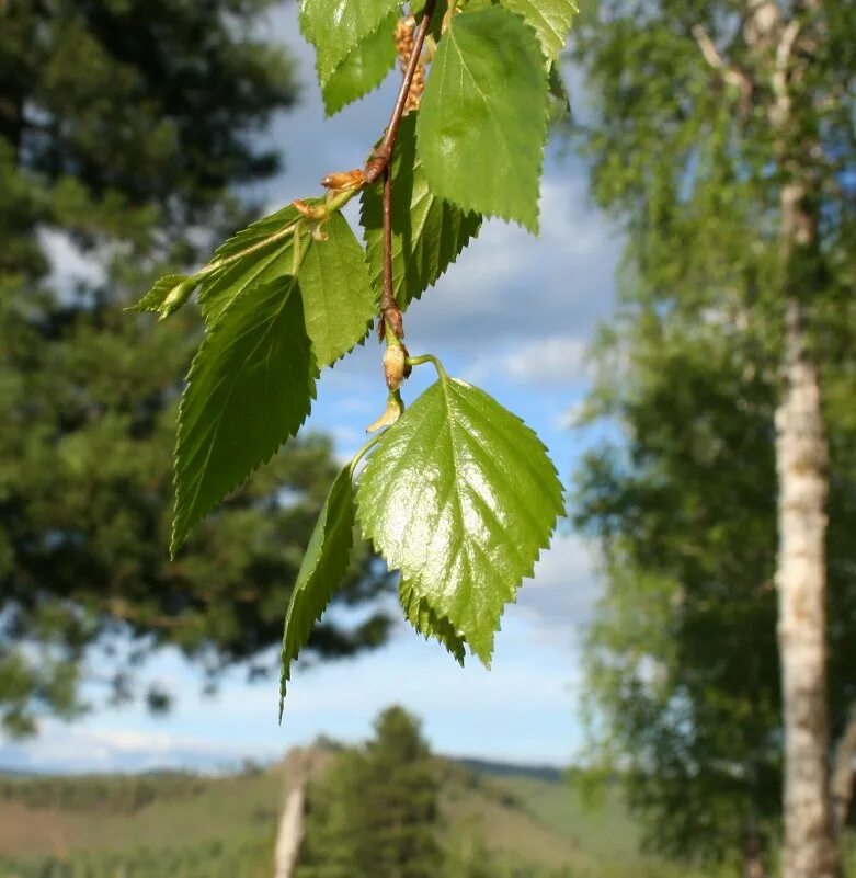 молодые листочки березы