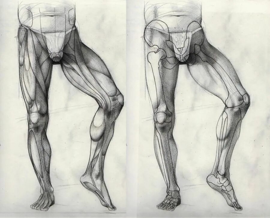 Мышцы ног референс. Позы ног для рисования. Тело для рисования. Позы для рисования. Leg drawing.