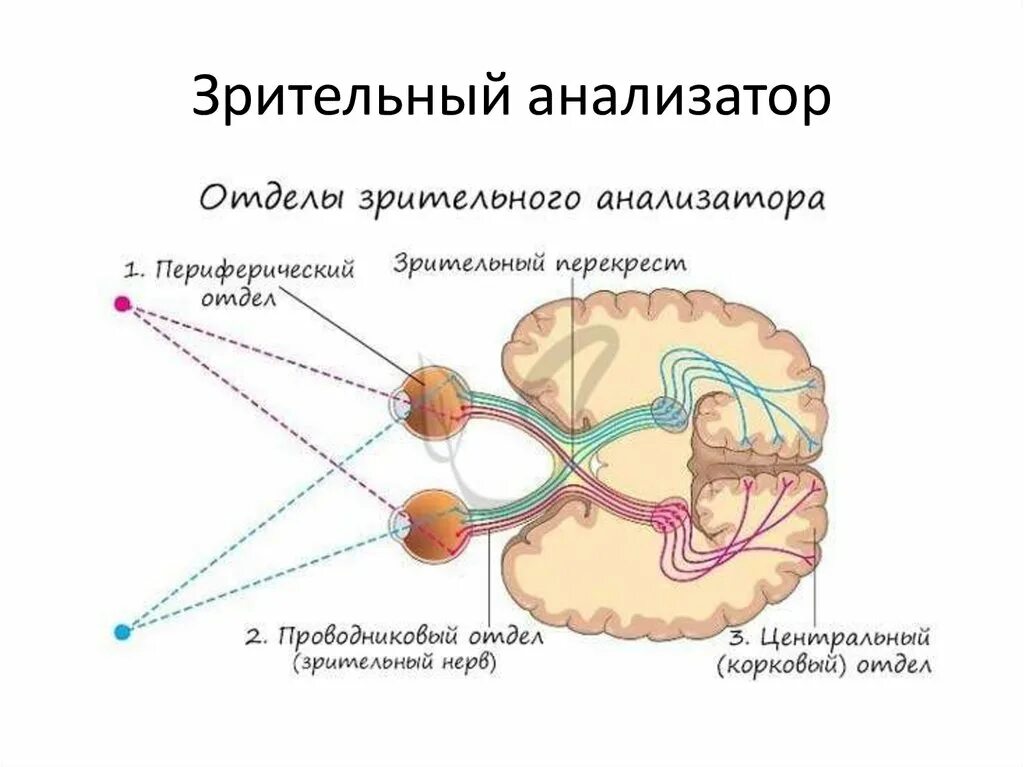 Проводниковый отдел зрительного анализатора. Проводниковый отдел зрительного анализатора схема. Схема периферического отдела зрительного анализатора. Схема строения периферического отдела зрительного анализатора. Проводниковым звеном зрительного анализатора является