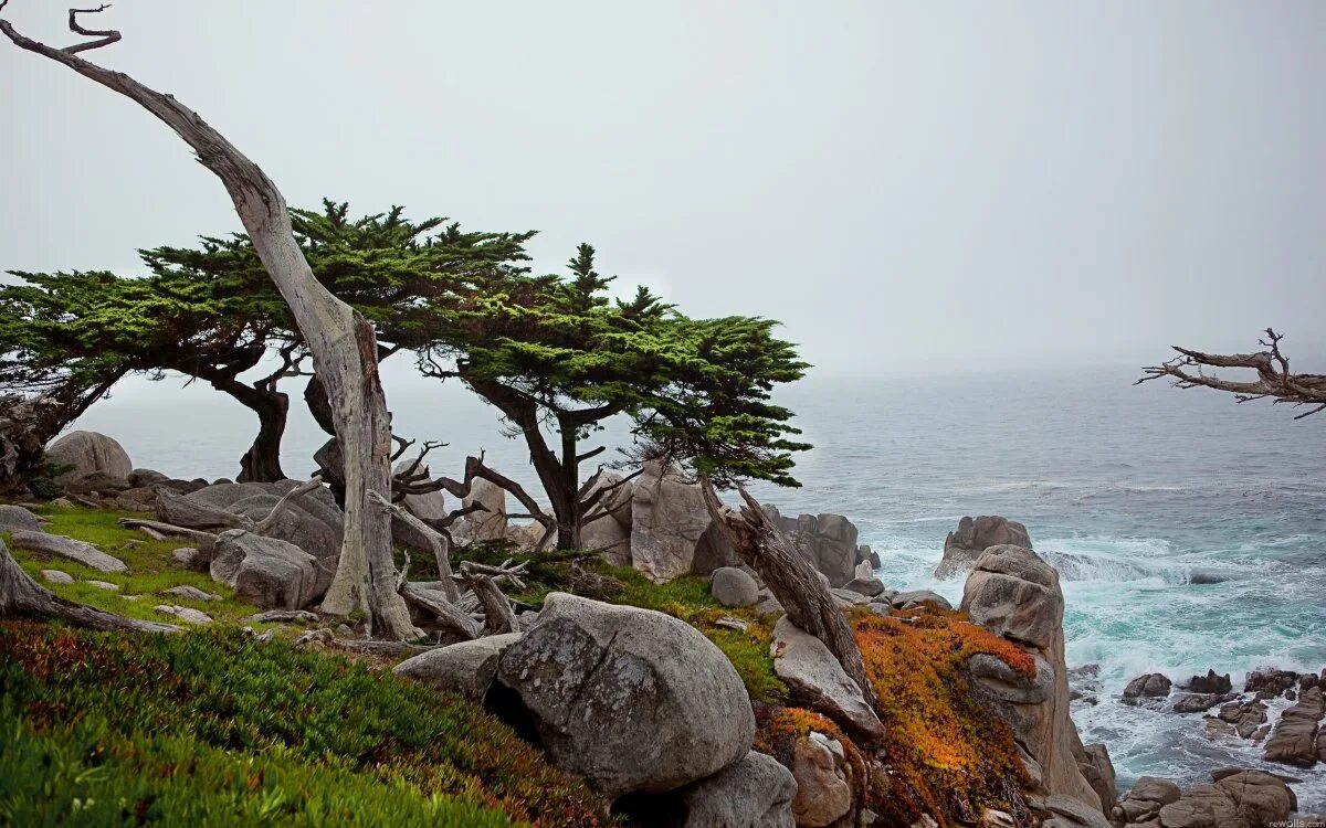 Остров Иерро можжевельник. Сосны на скалах. Сосна на скале. Каменное дерево. Чинара на скале