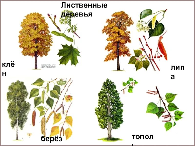Виды деревьев для детей