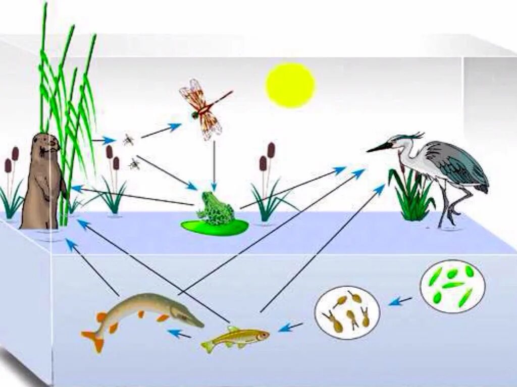 Круговорот веществ в сообществе водоема 3. Схема круговорота веществ в водоеме. Схема круговорота веществ в сообществе водоема 3. Трофическая цепь водоема. Трофическая структура водоема