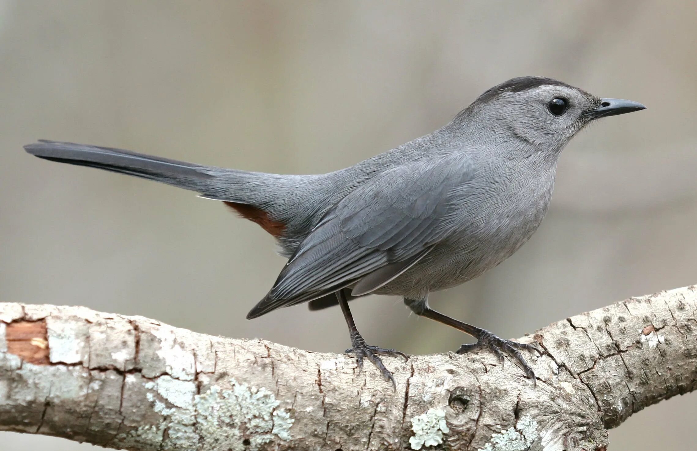 Dumetella carolinensis. Gray Catbird птица. Серый Дрозд. Серая птица. Серая птица дом