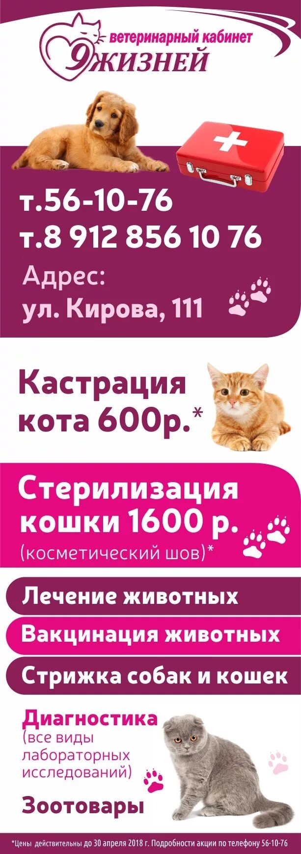Грумер ижевск. Ветклиника 9 жизней. стерилизация кошки ижевск. ярцево ветеринарная клиника 9 жизней. груминг кошек ижевск.