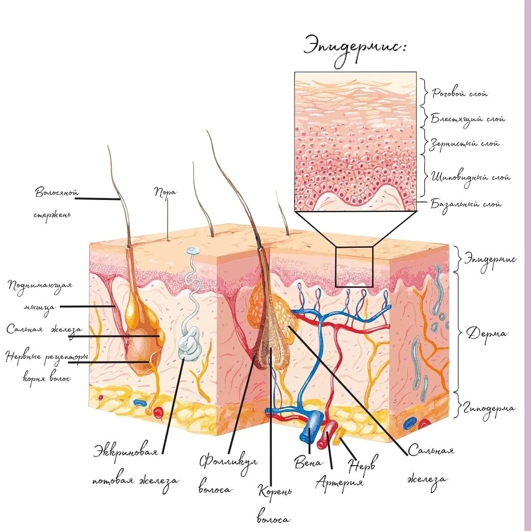 Строение кожи. Структура кожи. Схема кожи человека. Строение кожи слои кожи.
