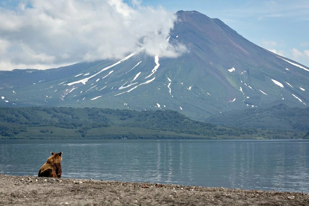 Камчатка красивые фото. Кроноцкий заповедник камчатский край. медвежья гора камчатка. камчатка медведь вулкан. кроноцкое озеро медведи.