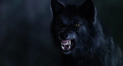 Злой черный волк