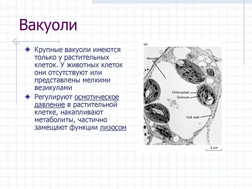 Вакуоли растительных клеток строение. В животных клетках есть вакуоли. Строение вакуоли растительной клетки и животной клетки.