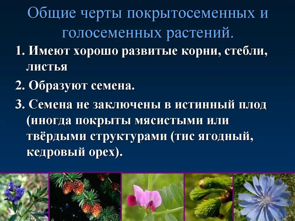 Общие черты голосеменных и покрытосеменных. Общая характеристика голосеменных и покрытосеменных. Семенные растения Голосеменные и Покрытосеменные. Отдел Покрытосеменные цветковые представители.