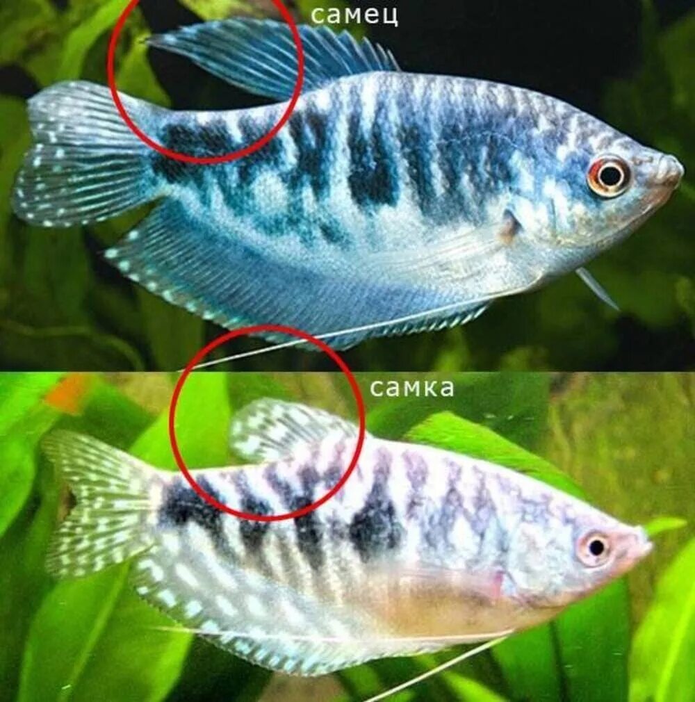 Как отличить самку. Аквариумные рыбки гурами мраморный. Гурами самец и самка отличие. Гурами аквариумная рыбка. Гурами мраморный самка.