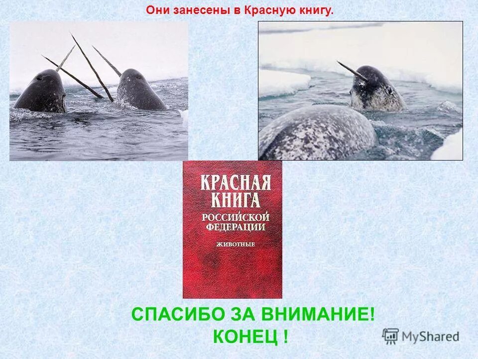 В какую красную книгу занесен нарвал. Нарвал красная книга. нарвал занесен в красную книгу. спасибо за внимание нарвал. животные занесенные в красную книгу нарвал.