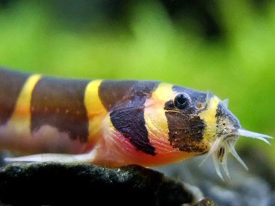 акантофтальмус кюля. ихтиофауна иссык куля. акантофтальмус кюля аквариумная рыбка. акантофтальмус майерса. акантофтальмус кюля.