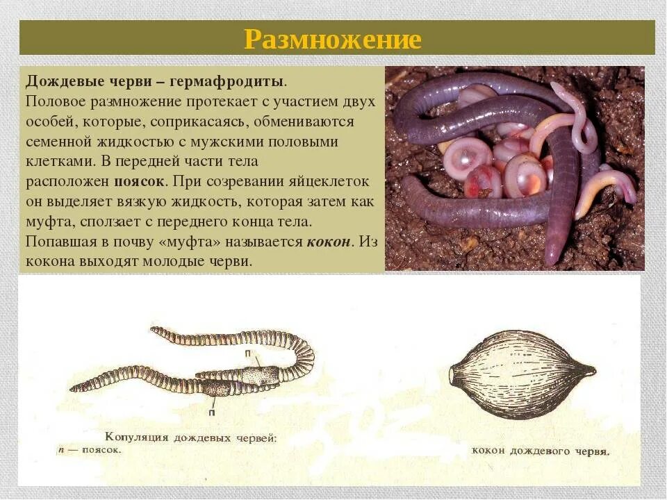 Гермафродитами являются черви. Кольчатые черви цикл развития. Размножение дождевых червей схема. Малощетинковые кольчатые черви размножение. Размножение оплодотворение черви.