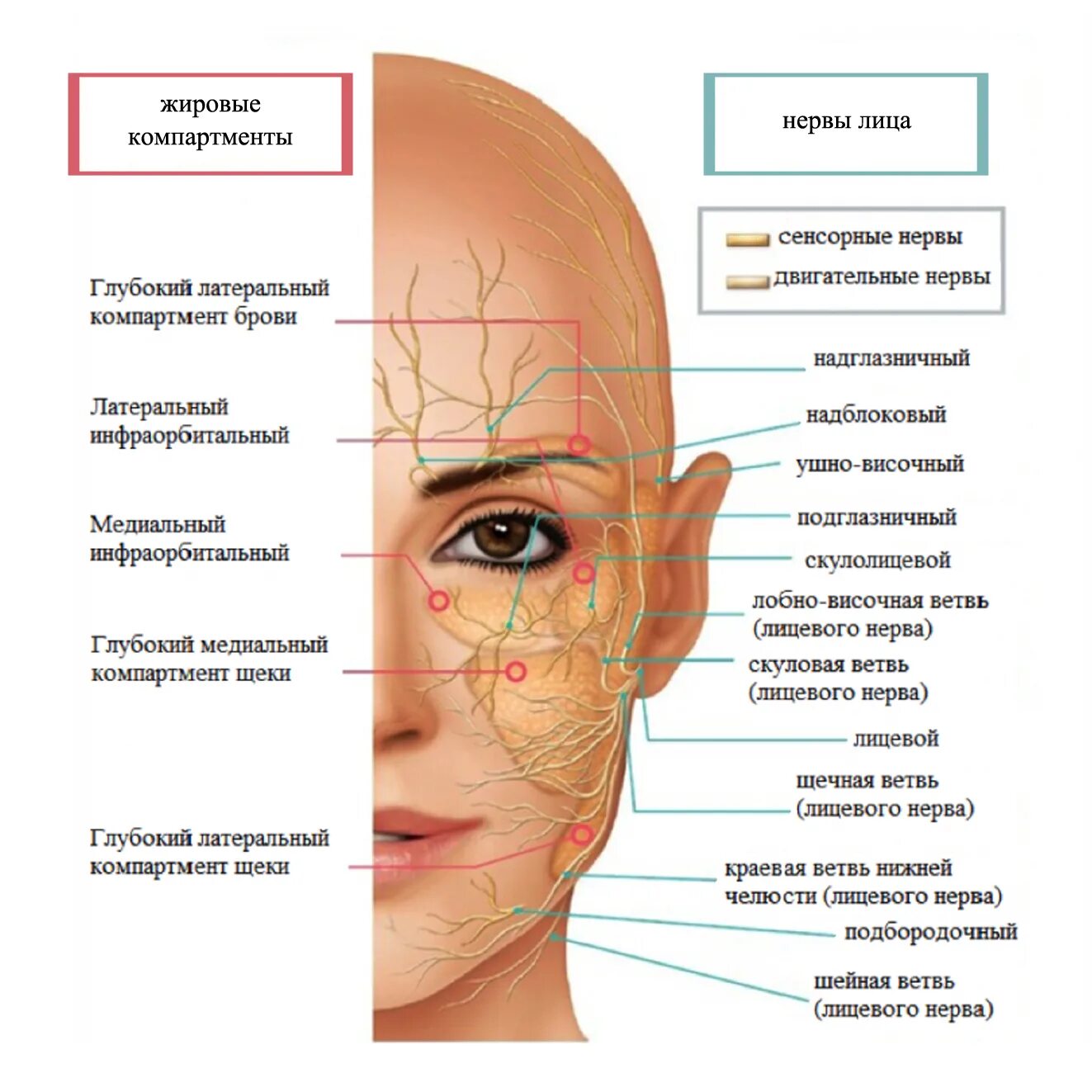 Строение лица. Анатомия лица для косметологов опасные зоны. Строение нервов на лице. Схема нервов на лице.