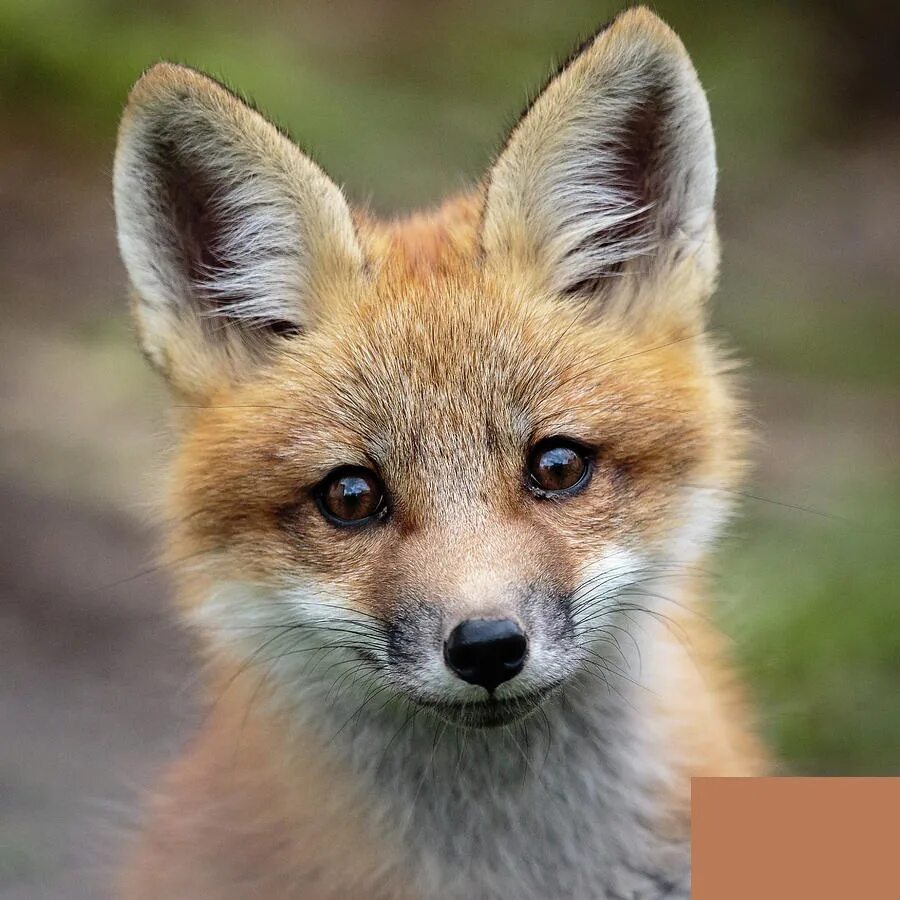 Свите fox. Свит Фокс. Маленькая лиса. Маленькие лисички. Лиса с маленькими глазами.