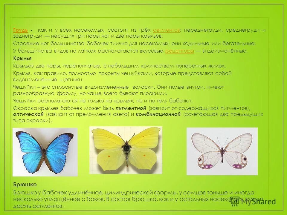 общая характеристика насекомых кратко. насекомые с одной парой крыльев. насекомые голова грудь брюшко. у большинство насекомых одна или две пары. внешне строение насекомых.
