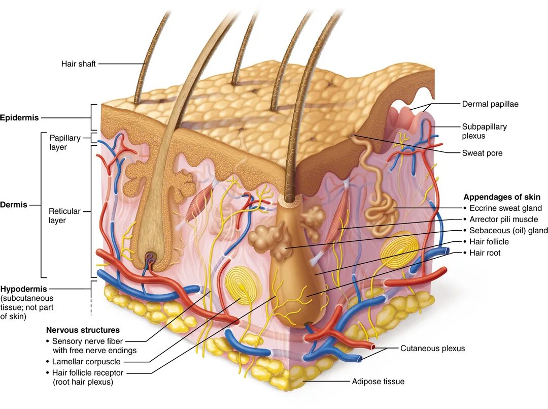 Two layer. Строение волоса человека. Skin structure. Строение кожи и волоса. Строение волоса человека на голове.