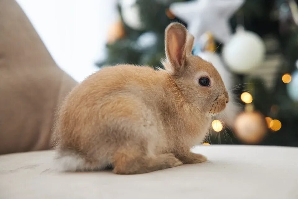 Милые кролики фото. Тема кролик. Кролик 2023. Новый год 2023 кролик.