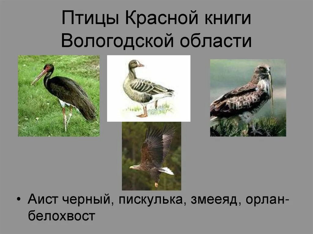 Проект красная книга животных волгоградской области Красная Книга Вологодской Области Фото