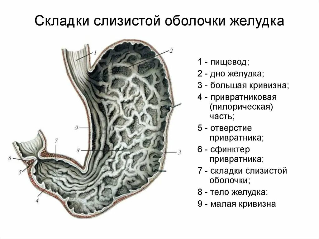 Анатомия слизистой оболочки желудка. Структура слизистой оболочки желудка. Слизистая оболочка желудка анатомия. Слизистая подслизистая оболочки желудка. Для слизистой оболочки желудка характерно наличие