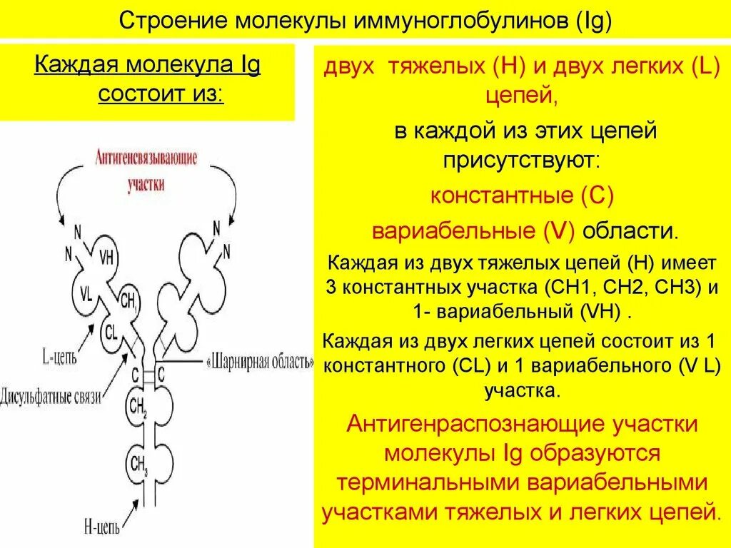 Строение мономерной молекулы иммуноглобулина. Строение иммуноглобулина g биохимия. Тяжелые и легкие цепи иммуноглобулинов. Структура мономера иммуноглобулина. Особенности иммуноглобулинов