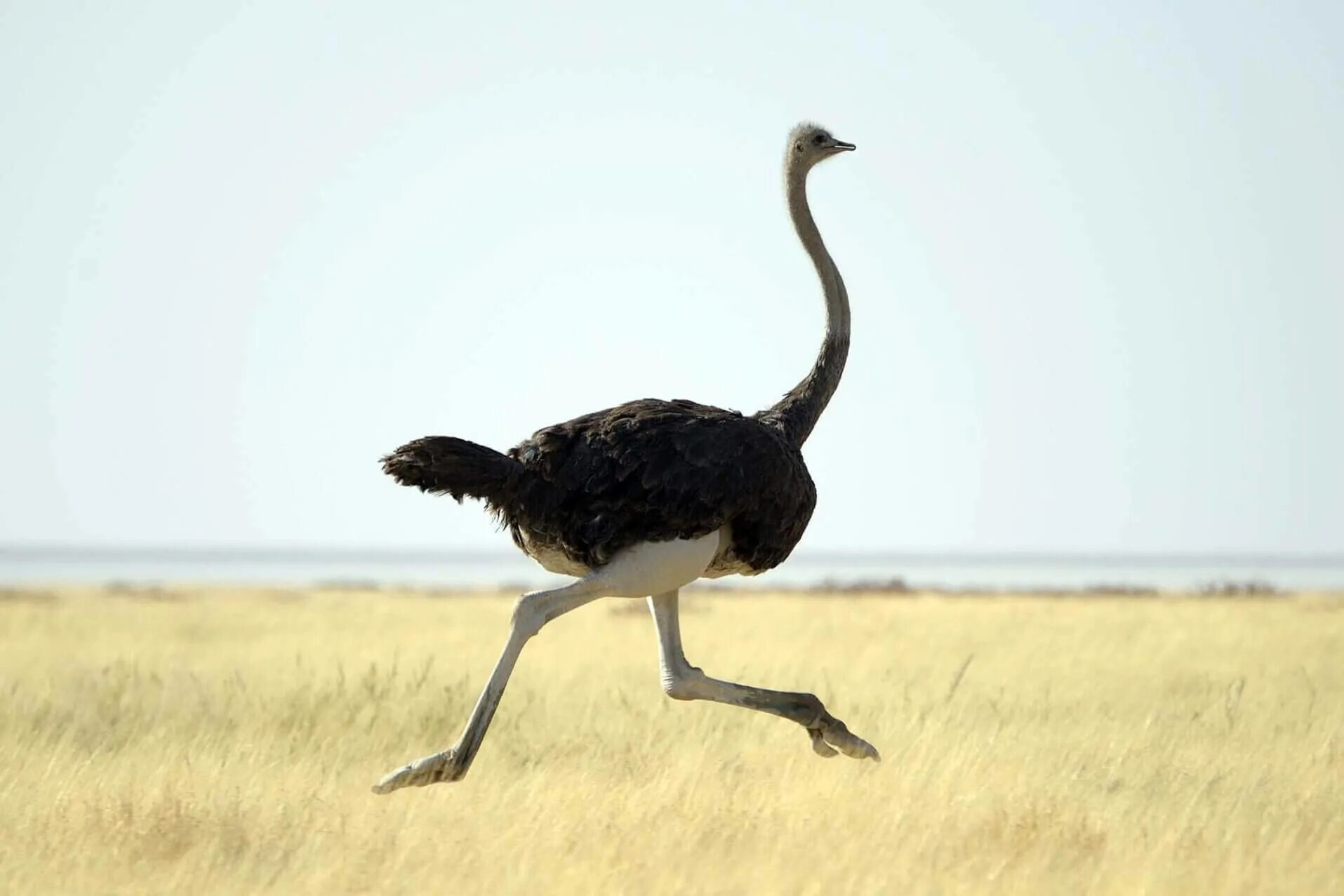 Африканский страус. Африканский страус Африканский страус. Африканский страус в саванне. Африканский страус самая большая птица в мире.