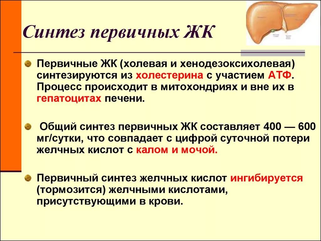 Первичный Синтез. Синтез холестерина с участием АТФ. Первичный Синтез это в литературе. Процесс первичного синтеза происходит в. Этап первичного синтеза